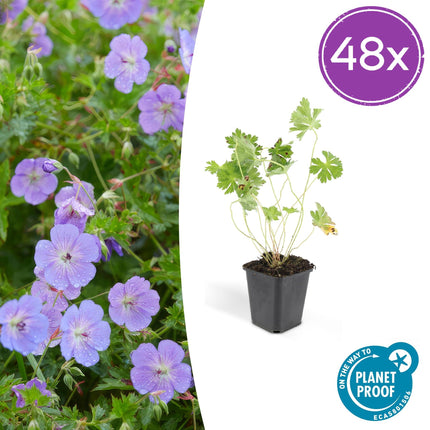 Geranium Rozanne – Blühender Bodendecker – 48 Pflanzen – ↕10–25cm – Ø9cm – Langanhaltende Blüte von Mai bis Herbst – Pflegeleicht & winterhart – Für Beete, Rabatten & Kübel