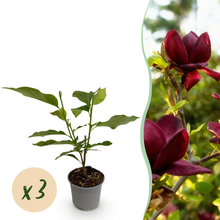 Magnolia Genie – 3 Pflanzen – 12cm – Höhe ca. 30cm – Laubabwerfende Magnolie mit großen lilafarbenen Frühjahrsblüten für Beet, Balkon & Terrasse