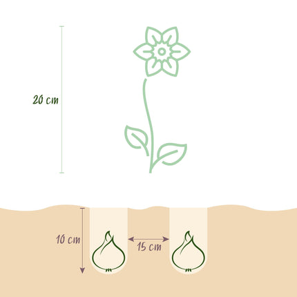 Blumenzwiebeln Narzisse Tete-à-Tete – 50 Blumenzwiebeln – Gelb blühende Zwergnarzissen – Frühblühende Blumenzwiebeln für Garten, Balkon & Terrasse
