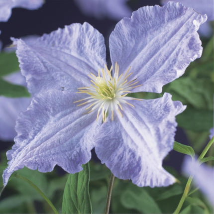 Clematis 'Blue Angel' – 2er Set – Kletterpflanze mit hellblauen Blüten – Ø11 cm – Höhe ca. 40 cm – Pflegeleicht – Blüht Frühling bis Sommer – Für Spaliere & Pergolen