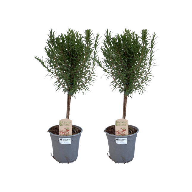 Rosmarin auf Stamm – 2 Pflanzen – Rosmarinus officinalis – Ø14cm – ca.45cm hoch – Mediterranes Kräuterstämmchen