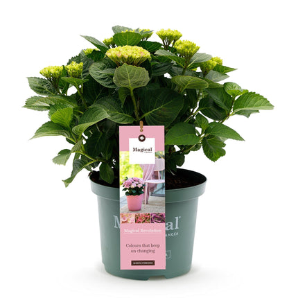 Hortensie Magical Revolution Pink – Rosa – Hydrangea macrophylla – 23cm – Ca. 55cm hoch – 6-10 Blüten – Für Balkon, Terrasse & Beet