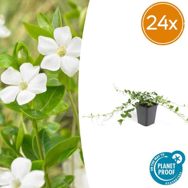 Vinca minor ‘Alba’ – 24 Pflanzen – ↕10-25cm – Ø9cm – Bodendecker – Weiße Blüten – Sonne & Schatten – Pflegeleicht & Robust