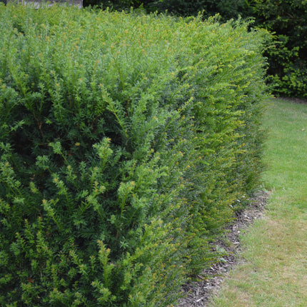 Europäische Eibe Taxus baccata – Immergrün – Heckenpflanze – 6 Pflanzen – 17 cm x H60 cm – pflegeleicht