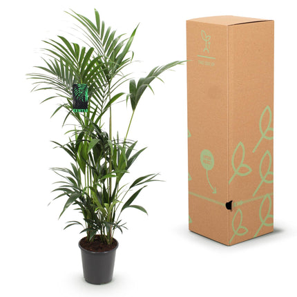 Howea Forsteriana – Kentia – Palme – 160-170cm – 27cm – Pflegeleichte, elegante Zimmerpalme mit fiederartigen Wedeln – Tropisches Highlight für Wohn
