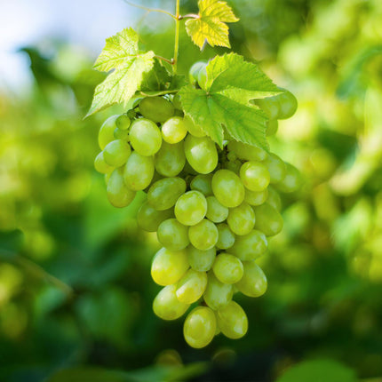 Weinrebe – Weiße Traube – Vitis vinifera Himrod – Obstpflanze – Kernlos – 2 Pflanzen – 15cm – Höhe ca. 50cm