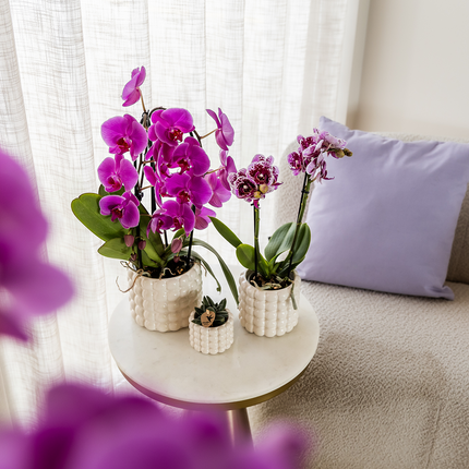 Phalaenopsis Orchidee Freeride – Ø12cm – Violett/Lila-rosa blühende Zimmerpflanze – Niagara Fall Kollektion – Blühende Orchidee frisch vom Züchter
