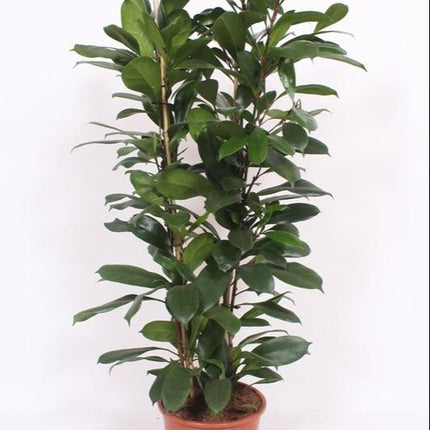 Feigenbaum – Ficus Cyathistipula – Zimmerpflanze – Ø27cm ↕120cm – Herzförmige Blätter – Rote Früchte – Pflegeleicht