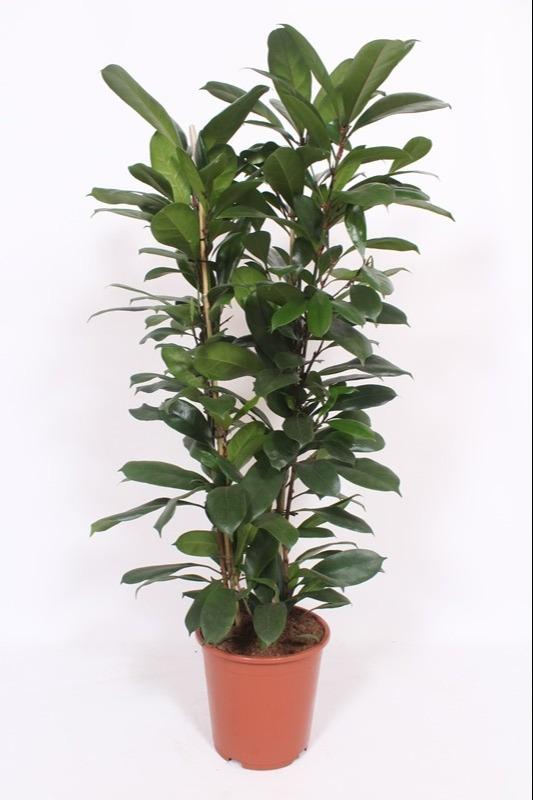 Feigenbaum – Ficus Cyathistipula – Zimmerpflanze – Ø27cm ↕120cm – Herzförmige Blätter – Rote Früchte – Pflegeleicht