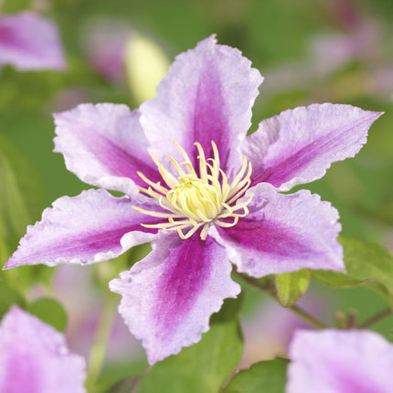 Kletterpflanze – Clematis Piilu – Rosa Blüten – 2 Pflanzen – 11cm – Höhe 40cm – Blüte Mai–September – Pflegeleicht & bienenfreundlich