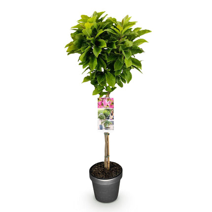 Magnolie Magnolia Susan – 19cm Höhe ca.90cm – Rosa blühend & duftend – Laubabwerfend & winterhart – Zierbaum für Beet Balkon Terrasse