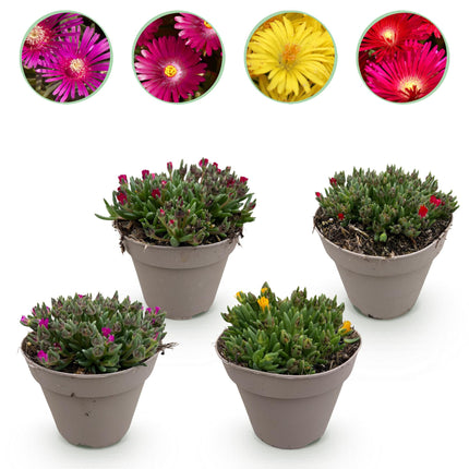 Delosperma Mix – 4 winterharte Bodendeckerpflanzen – Farben Rot, Gelb, Lila & Rosa – Pflegeleichte Blühpflanzen 14cm – 17cm Höhe – Für Beet, Balkon & Terrasse