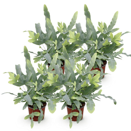 Phlebodium aureum Blue Star – 4 Pflanzen Set – Ø12cm Höhe 25–30cm – Blauer Farn mit blaugrünen Blättern – Haustierfreundliche Zimmerpflanze