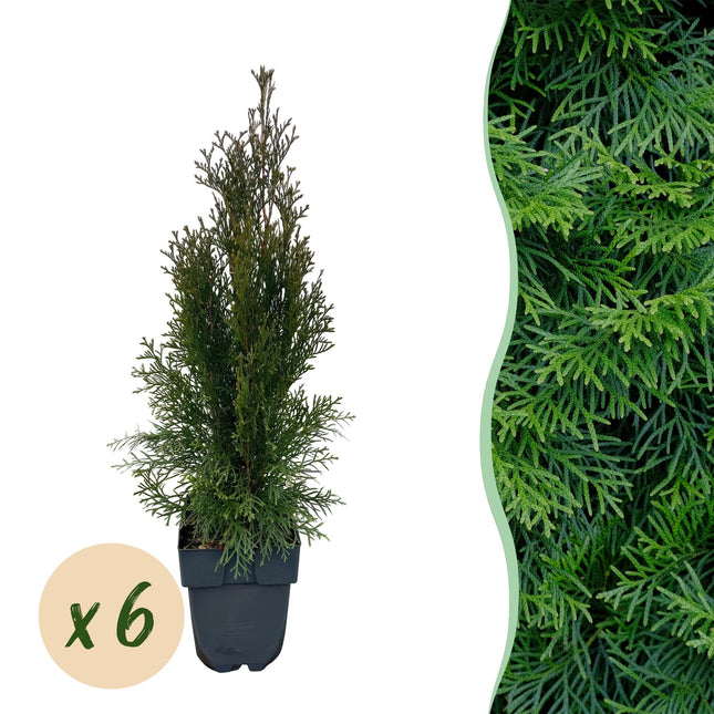 Lebensbaum Thuja occidentalis Smaragd – Immergrüne Heckenpflanze – 6 Pflanzen – 17 cm x H60 cm – Dichte, grüne Hecke
