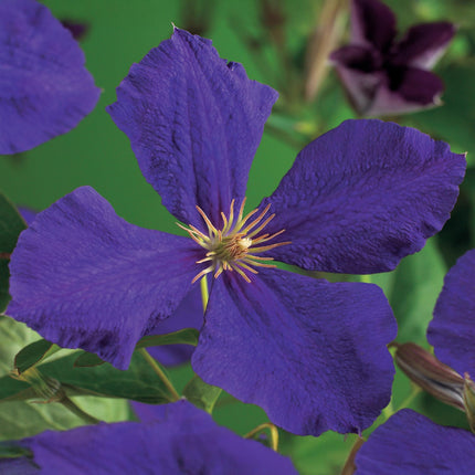 Kletterpflanze Clematis Jackmanii – Tiefviolette Blüten – Wenig Pflege – 2 Pflanzen – 11 cm Höhe 40 cm – Für Garten, Balkon & Pergolen