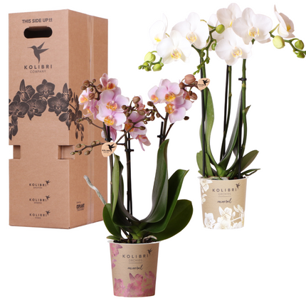 Orchideen Überraschungsbox – 2 Orchideen – 9 cm – Pflanzen-Vorteilsbox – frische Lieferung direkt vom Züchter