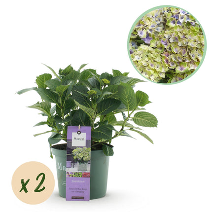 Hortensie Hydrangea macrophylla Magical Jewel Blue – 2 Pflanzen – Blauer Blütenschmuck – Topf Ø23cm – Höhe 55cm – Balkon – und Gartenpflanze