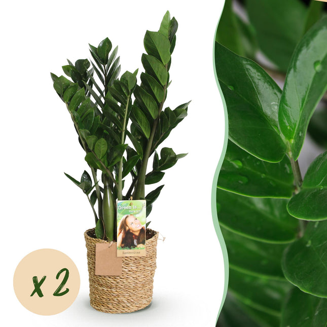 Zamioculcas – ZZ – Pflanze – 2 Pflanzen – 65-75cm – 17cm – Pflegeleichte Zimmerpflanze mit glänzend dunkelgrünen Blättern – inkl. Naturkorb