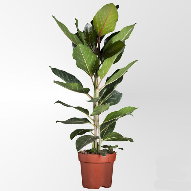 Ficus Benghalensis 'Joy' – Banyanbaum – Zimmerpflanze Ø21cm Höhe 90cm – Elegant, pflegeleicht & moderne Botanik