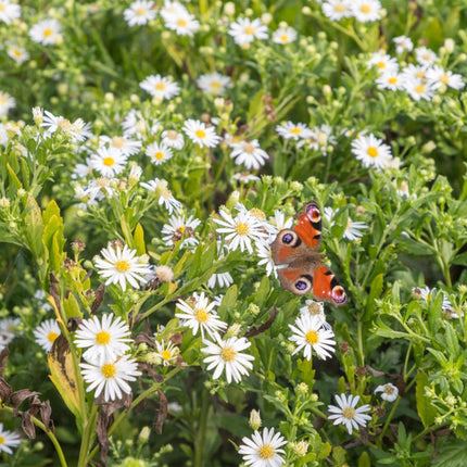 Staudenset „Weiß“ – 24 weißblühende Stauden für ca. 3 m² – Elegantes Borderpaket für sonnige Gartenbereiche – Pflegeleicht & harmonisch abgestimmt – Ø11 cm
