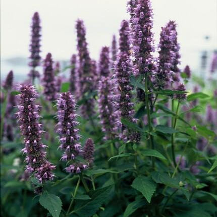 Asiatische Duftnessel Agastache 'Blue Fortune' – ↕10-25cm – Ø9cm – 60 Pflanzen – Lavendelblau – Schmetterlingsfreundlich – Sommerblüte – Pflegeleicht