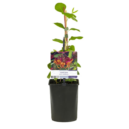 Geißblatt Lonicera heckrottii Goldflame – 2 Pflanzen 11cm – ca. 40cm hoch – Duftende Kletterpflanze mit rosa – gelben Blüten – Für Zaun & Pergola