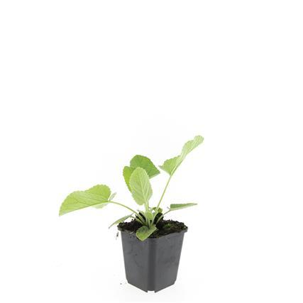 Russel-Brandkraut – Phlomis russeliana – 24 Pflanzen – Gelb blühende Staude – Sonnig bis halbschattig – Bienen- & Schmetterlingsfreundlich – Ø9cm – 10-25cm