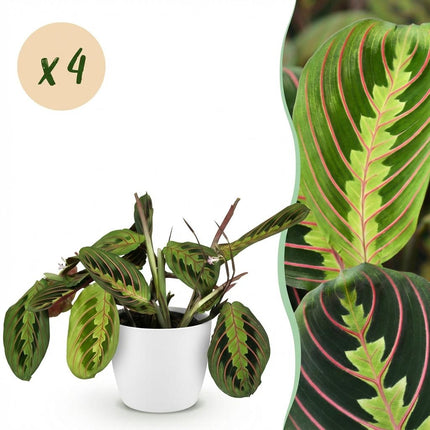 Maranta Fascinator Tricolour Gebetsblatt Pflanze 4er Set mit weißem Topf Ø12cm Höhe 25cm Haustierfreundliche Grünpflanze pflegeleicht für Zimmer &