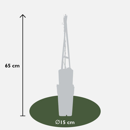 Pfeifenwinde – Aristolochia macrophylla – Winterharte Kletterpflanze – Ø15cm – ↕65cm – Herzförmige große Blätter – Rankpflanze für Garten, Pergola & Sichtschutz