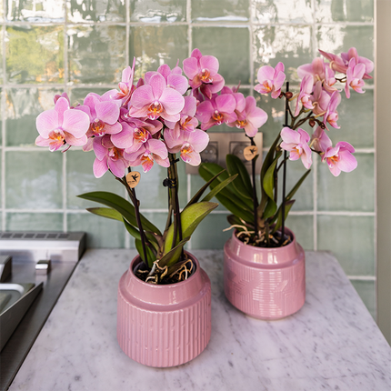 Phalaenopsis Orchideen – 4 Pflanzen – Treviso – Altrosa – Ø9cm – Blühende Zimmerpflanzen – Elegante Deko-Orchideen – Ideal für Wohnzimmer, Küche & Büro – Frisch vom Züchter