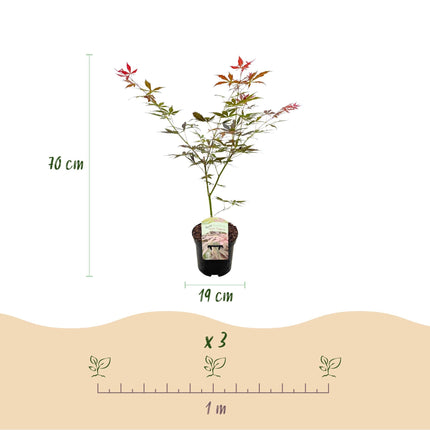 Japanischer Ahorn Acer palmatum 'Sumi-nagashi' – Roter Zierahorn – Balkon- & Terrassenpflanze – Ø19 cm – Ca. 70 cm hoch – Eleganter Fächerahorn mit glänzend dunkelrotem Laub