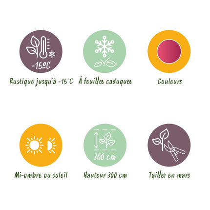 Japanischer Ahorn – Acer palmatum Iyoshi – 2 Pflanzen im 19 cm Topf – 70 cm hoch – Balkon- & Terrassenpflanze – Rosa Herbstfärbung – Zierahorn für Garten & Kübel