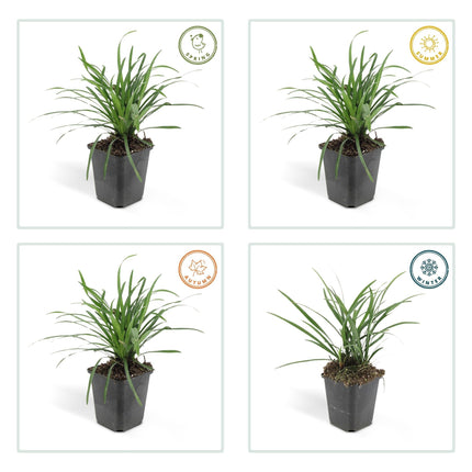 Liriope muscari 'Big Blue' – 24 Pflanzen – Immergrüner Bodendecker – 9cm – ↕10-25cm – Mit violetten Blütenrispen – Pflegeleicht & winterhart