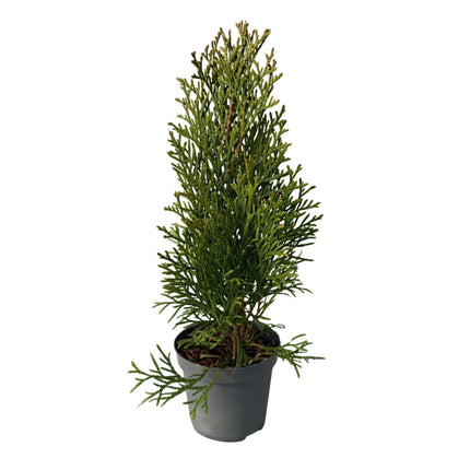 Lebensbaum Thuja occidentalis Smaragd – Immergrüne Heckenpflanze – 8 Pflanzen – 1 m – 9 cm Höhe 30–35 cm – Schnellwachsend & Pflegeleicht