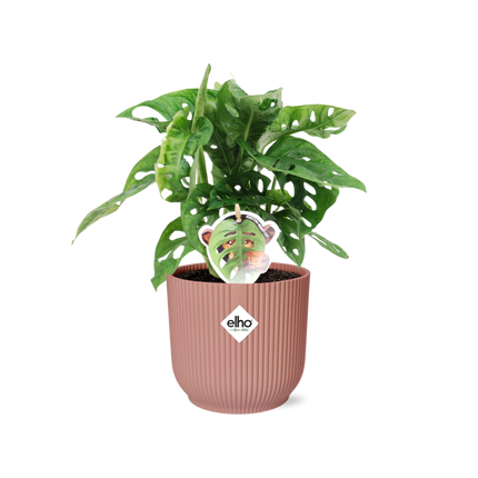 Fensterblatt – Monstera ‘Monkey Leaf’ im Topf Vibes Fold 14cm – Zimmerpflanze im Dekotopf Rose – Pflegeleicht & luftreinigend – Tropisches Flair für Wohnräume