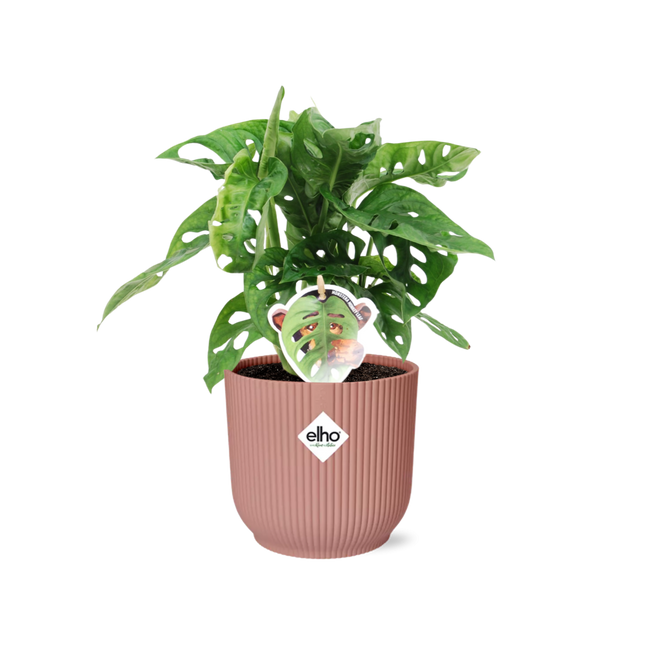 Fensterblatt – Monstera ‘Monkey Leaf’ im Topf Vibes Fold 14cm – Zimmerpflanze im Dekotopf Rose – Pflegeleicht & luftreinigend – Tropisches Flair für Wohnräume
