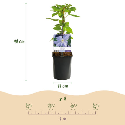 Clematis 'Blue Angel' – 2er Set – Kletterpflanze mit hellblauen Blüten – Ø11 cm – Höhe ca. 40 cm – Pflegeleicht – Blüht Frühling bis Sommer – Für Spaliere & Pergolen