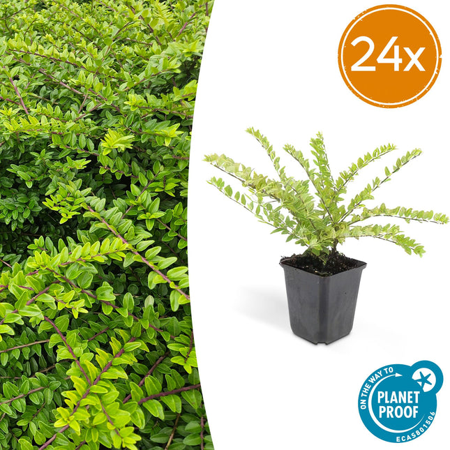 Lonicera nitida 'Maigrün' – 24 Pflanzen – immergrüner Bodendecker & Heckenpflanze – pflegeleicht & schnittverträglich – Ø9cm – ↕10-25cm