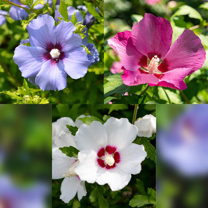 Hibiscus syriacus Tricolour – 3 Pflanzen 17cm – ca. 45cm hoch – Garteneibisch mit rosa, weißen & blauen Blüten – Winterharter Strauch – Pflegeleicht für Garten & Hecke