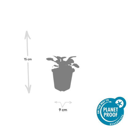 Ajuga reptans ‘Catlin’s Giant’ – 24 Pflanzen – ↕10-25cm – Ø9cm – Bodendecker – Blaue Blüten – Winterhart & Pflegeleicht – Für Schatten & Halbschatten