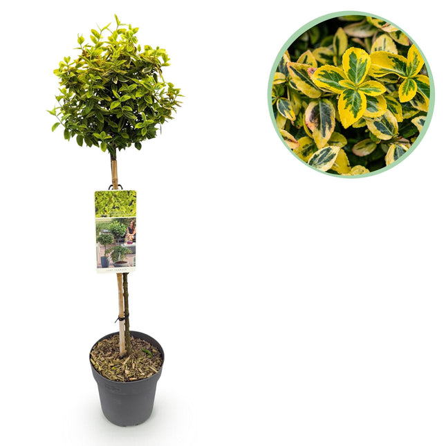 Euonymus fortunei 'Emerald 'n Gold' – Immergrüne Stamm-Pflanze – grün-goldenes Laub – pflegeleicht & kompakt – Terrassen- & Gartenpflanze – Ø19cm – Höhe ca. 90cm