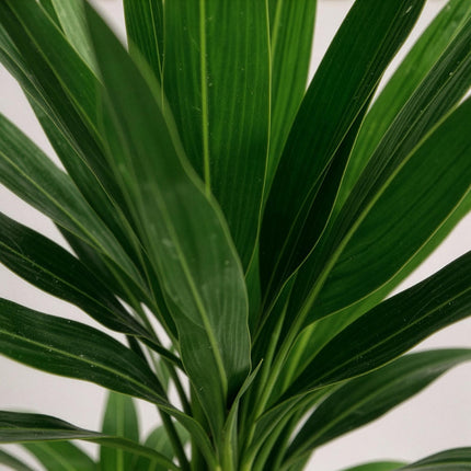 Palmlilie Yucca Elephantipes – 2 Pflanzen – 100cm – 21cm – Pflegeleichte Palmlilien mit langen, schmalen Blättern – Robustes Zimmerpflanzen