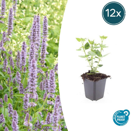 Asiatische Duftnessel Agastache 'Blue Fortune' – ↕10-25cm – Ø9cm – 12 Pflanzen – Lavendelblau – Schmetterlingsfreundlich – Sommerblüte – Pflegeleicht