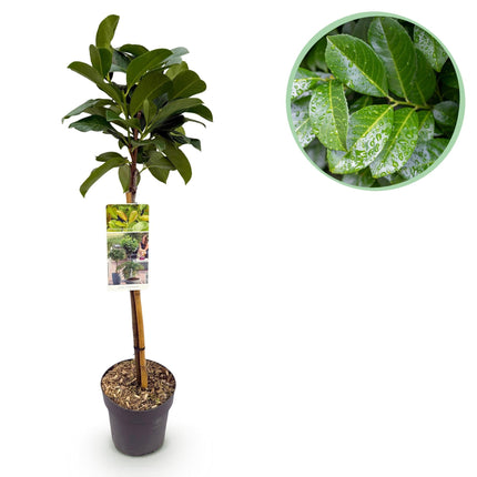 Kirschlorbeer - Prunus laurocerasus Etna – Stamm-Pflanze – Immergrün – Höhe ca. 90 cm – Topf Ø19 cm – Pflegeleicht – Für Terrasse, Balkon & Garten – Dekorativ & robust