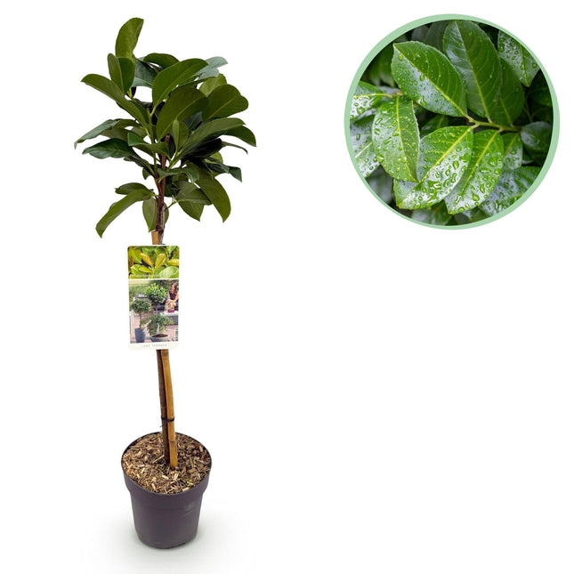 Kirschlorbeer - Prunus laurocerasus Etna – Stamm-Pflanze – Immergrün – Höhe ca. 90 cm – Topf Ø19 cm – Pflegeleicht – Für Terrasse, Balkon & Garten – Dekorativ & robust