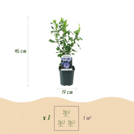 Garteneibisch Hibiscus syriacus Oiseau Blue – Strauch – Blüte Blau – Wenig Pflege – 17cm Höhe 45cm – Für Garten & Terrasse