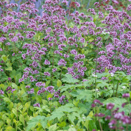 Origanum laevigatum Herrenhausen – 60 Pflanzen – Ø9cm – Höhe 10-25cm – Winterharter Zieroregano – Bienenfreundlich – Für Beet, Steingarten & Präriegarten