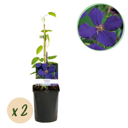 Kletterpflanze Clematis Jackmanii – Tiefviolette Blüten – Wenig Pflege – 2 Pflanzen – 11 cm Höhe 40 cm – Für Garten, Balkon & Pergolen