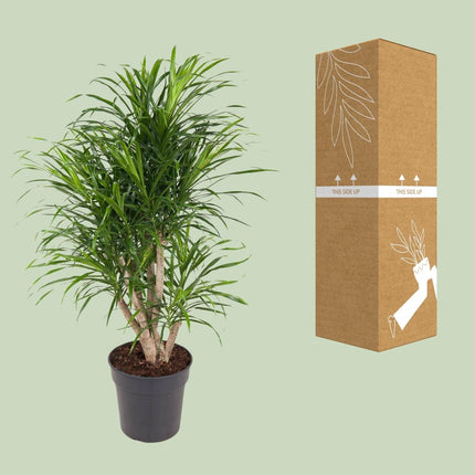 Dracaena Anita – Ø24cm – ↕100cm – Drachenbaum – Luftreinigende Zimmerpflanze – Pflegeleicht & dekorativ
