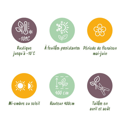 Glanzmispel Photinia fraseri Carre Rouge – Immergrüne Heckenpflanzen – 8 Pflanzen – 1 m – 9 cm Höhe 30–35 cm – Rote & grüne Blätter – Pflegeleicht